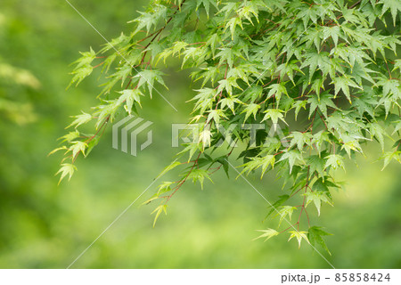 緑をバックにカエデの新緑 緑をバックにカエデの新緑 85858424