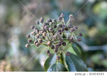 キヅタの実 85858565