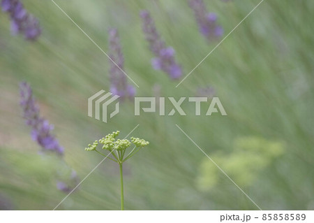 ラベンダーの季節 85858589