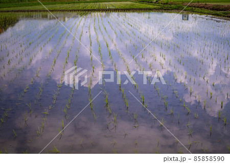 田植えのあと 田植えのあと 85858590