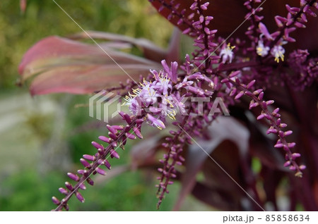 赤ドラセナの花の写真素材