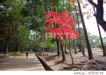 鮮やか紅葉イロハモミジ 鮮やか紅葉イロハモミジ 85858749