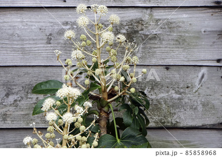 黄白色に咲く鞠状の八手の花 黄白色に咲く鞠状の八手の花 85858968