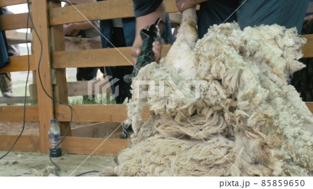 Men shearer shearing sheep at agricultural show in competition. Electric professional sheep manual hair clipper sheep cutting shearing machine. 85859650
