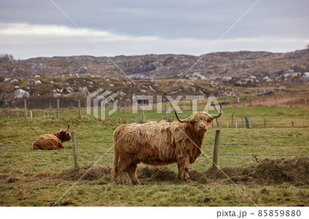 group of Scottish alpine cows grazing on a farm with a city in the background. Ireland, Co. Donegal 85859880