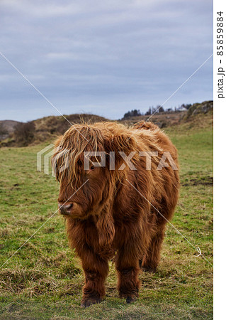 Scottish alpine cow on farm. vertical portrait with copy space. Ireland, Co. Donegal Scottish alpine cow on farm. vertical portrait with copy space. Ireland, Co. Donegal 85859884