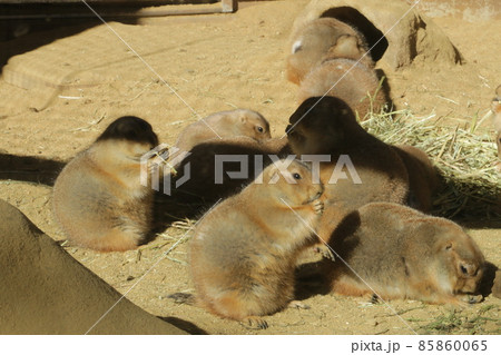 モグモグがとまらないプレーリドッグ 85860065