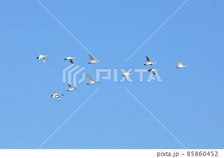 埼玉県比企郡川島町越辺川白鳥飛来地　白鳥のV字飛行 85860452