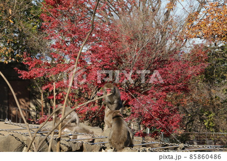 モミジが似合う真っ赤な顔のニホンザル モミジが似合う真っ赤な顔のニホンザル 85860486