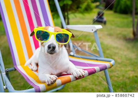 Jack russell terrier dog in sunglasses is resting on a sun lounger. Summer vacation concept. 85860742