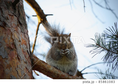 枝の上のリス 枝の上のリス 85861083