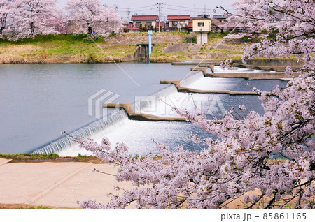 一目千本桜 満開のソメイヨシノが咲き誇る白石川堤の落差工 一目千本桜 満開のソメイヨシノが咲き誇る白石川堤の落差工 85861165