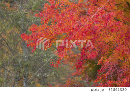 もみじの紅葉 もみじの紅葉 85861320
