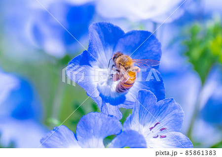 ミツバチとネモフィラの花の写真素材