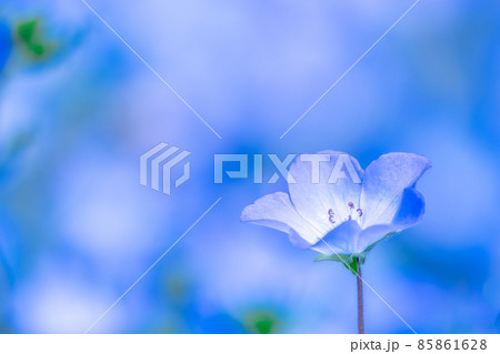 ネモフィラの花 85861628