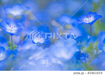 ネモフィラの花 ネモフィラの花 85861659