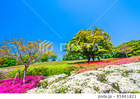 万博公園のツツジ 85861821