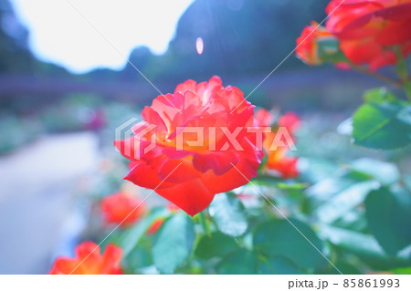 美しいバラの資料写真 美しいバラの資料写真 85861993