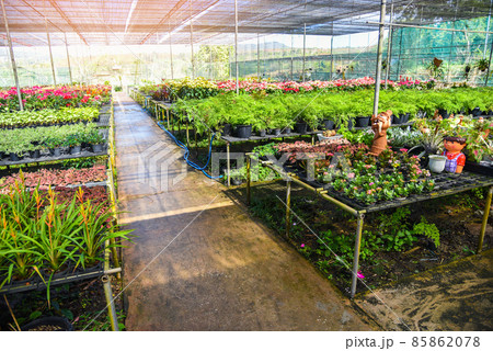 Green house with various kinds plant in pot background, Nursery flower and plant growing for decorate in the garden 85862078