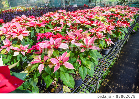 Red and pink poinsettia in the garden greenhouse, Poinsettia christmas traditional flower decorations 85862079