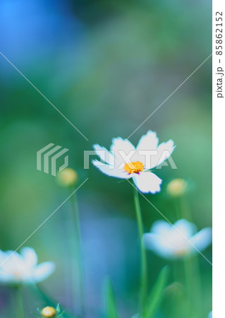 花畑にあふれる命の輝き　 85862152