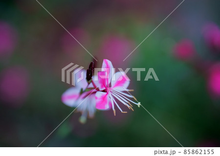 花畑にあふれる命の輝き 花畑にあふれる命の輝き 85862155