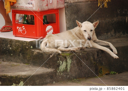 白い野良犬（グヌン･カウイ遺跡 付近／バリ島･インドネシア） 85862401