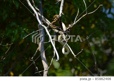 樹上で鳥を呑み込むヘビ（立川公園／東京都立川市） 85862406