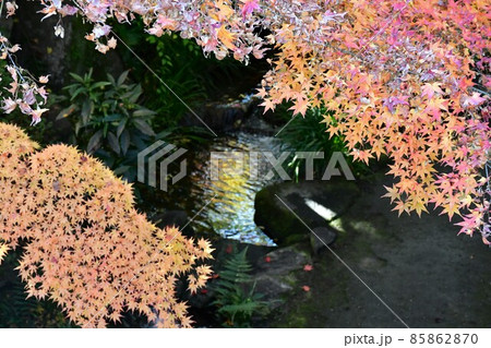 紅葉真っ盛り 秋の丈山苑 詩泉閣 紅葉真っ盛り 秋の丈山苑 詩泉閣 85862870