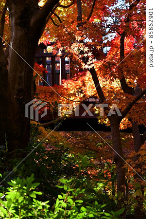 紅葉真っ盛り　秋の丈山苑　詩泉閣 85862901