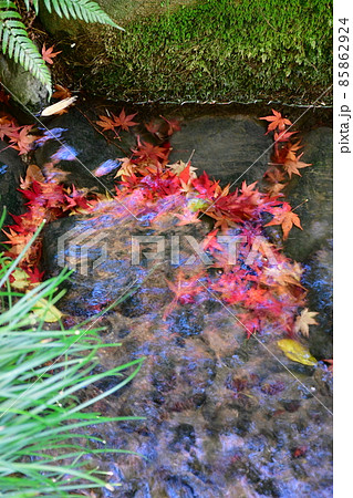 紅葉真っ盛り 秋の丈山苑 詩泉閣 紅葉真っ盛り 秋の丈山苑 詩泉閣 85862924