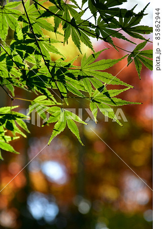 紅葉真っ盛り　秋の丈山苑　詩泉閣 85862944