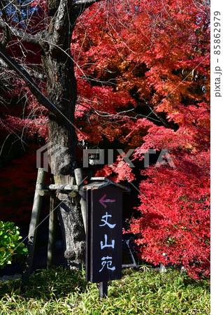 紅葉真っ盛り　秋の丈山苑　詩泉閣 85862979