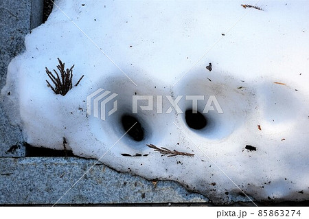 雪上に空いた二つの穴 雪上に空いた二つの穴 85863274