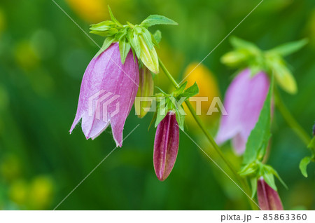 ローザンベリー多和田のホタルブクロ ローザンベリー多和田のホタルブクロ 85863360