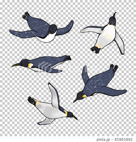 游泳帝企鵝手繪插畫集 85863892