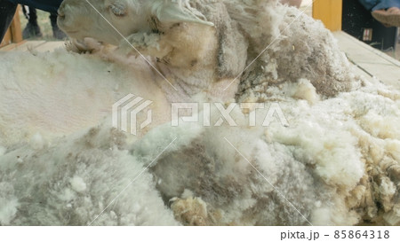 Men shearer shearing sheep at agricultural show in competition. Electric professional sheep manual hair clipper sheep cutting shearing machine. 85864318