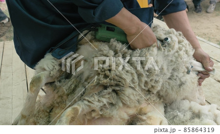 Men shearer shearing sheep at agricultural show in competition. Electric professional sheep manual hair clipper sheep cutting shearing machine. 85864319