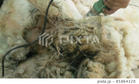 Men shearer shearing sheep at agricultural show in competition. Electric professional sheep manual hair clipper sheep cutting shearing machine. 85864320