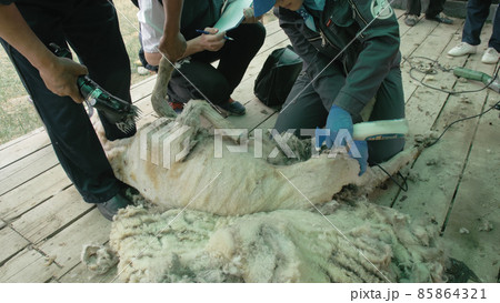 Men shearer shearing sheep at agricultural show in competition. Electric professional sheep manual hair clipper sheep cutting shearing machine. 85864321