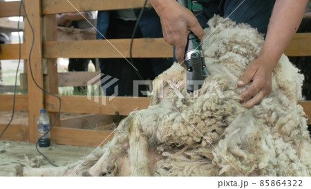 Men shearer shearing sheep at agricultural show in competition. Electric professional sheep manual hair clipper sheep cutting shearing machine. Men shearer shearing sheep at agricultural show in competition. Electric professional sheep manual hair clipper sheep cutting shearing machine. 85864322