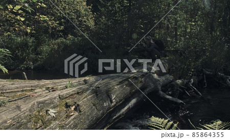 Traveler photographing scenic view in forest river. Wood bridge fallen tree. One caucasian woman shooting nice magic look. Girl take photo on camera. 85864355