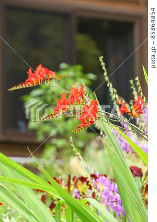 朱色のクロコスミアの花、窓をバックに 85864854