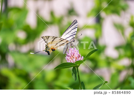 Beautiful Butterfly Scarce Swallowtail, Sail Swallowtail, Pear-tree Swallowtail, Podalirius. Latin name Iphiclides podaliriu. Butterfly collects nectar on flower. 85864890