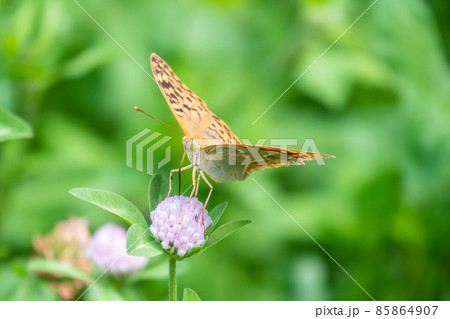The dark green fritillary butterfly collects nectar on flower. Speyeria aglaja is a species of butterfly in the family Nymphalidae. 85864907