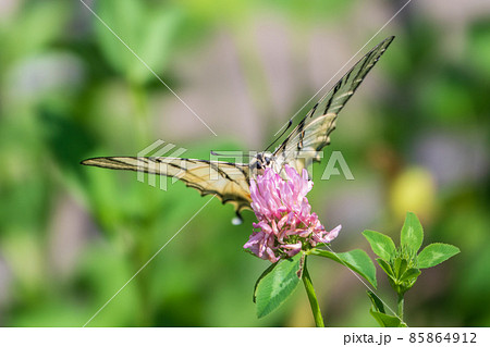 Beautiful Butterfly Scarce Swallowtail, Sail Swallowtail, Pear-tree Swallowtail, Podalirius. Latin name Iphiclides podaliriu. Butterfly collects nectar on flower. Beautiful Butterfly Scarce Swallowtail, Sail Swallowtail, Pear-tree Swallowtail, Podalirius. Latin name Iphiclides podaliriu. Butterfly collects nectar on flower. 85864912