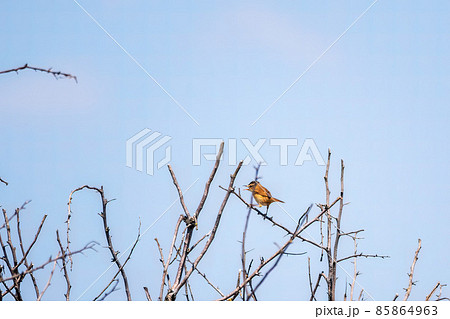Great reed warbler, lat. Acrocephalus arundinaceus, in the nature habitat. Great reed warbler on tree branch 85864963