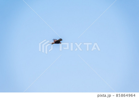 The bird of prey Black Kite flying in blue Sky 85864964