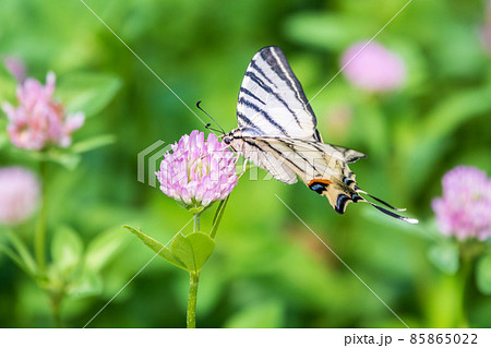 Beautiful Butterfly Scarce Swallowtail, Sail Swallowtail, Pear-tree Swallowtail, Podalirius. Latin name Iphiclides podaliriu. Butterfly collects nectar on flower. Beautiful Butterfly Scarce Swallowtail, Sail Swallowtail, Pear-tree Swallowtail, Podalirius. Latin name Iphiclides podaliriu. Butterfly collects nectar on flower. 85865022