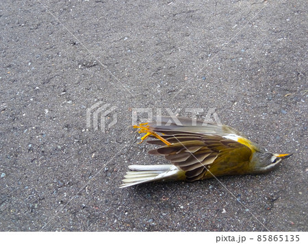野鳥 85865135